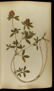 Zig zag clover in John Milne & Sons’ British Farmer’s Plant Portfolio (1896) Perkins f. SB193