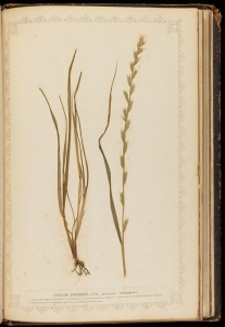 Rye-grass or Lolium Perenne in Frederick Hanham Natural Illustrations of the British Grasses (Bath, 1846) Perkins f. SB197
