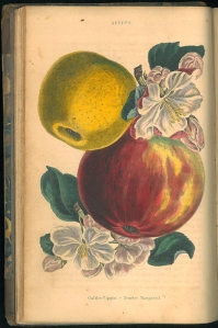 Golden Pippin and Scarlet Nonpareil from Rare Books Perkins SB 356 Charles McIntosh The orchard (London, 1839)
